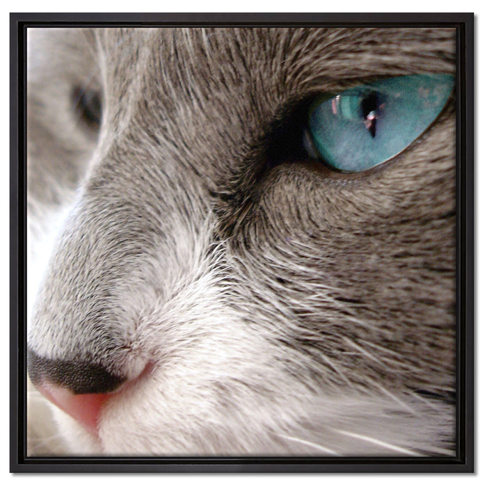 Katze mit blauen Augen auf Leinwandbild Quadratisch gerahmt Größe 60x60