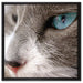 Katze mit blauen Augen auf Leinwandbild Quadratisch gerahmt Größe 60x60