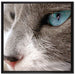 Katze mit blauen Augen auf Leinwandbild Quadratisch gerahmt Größe 70x70