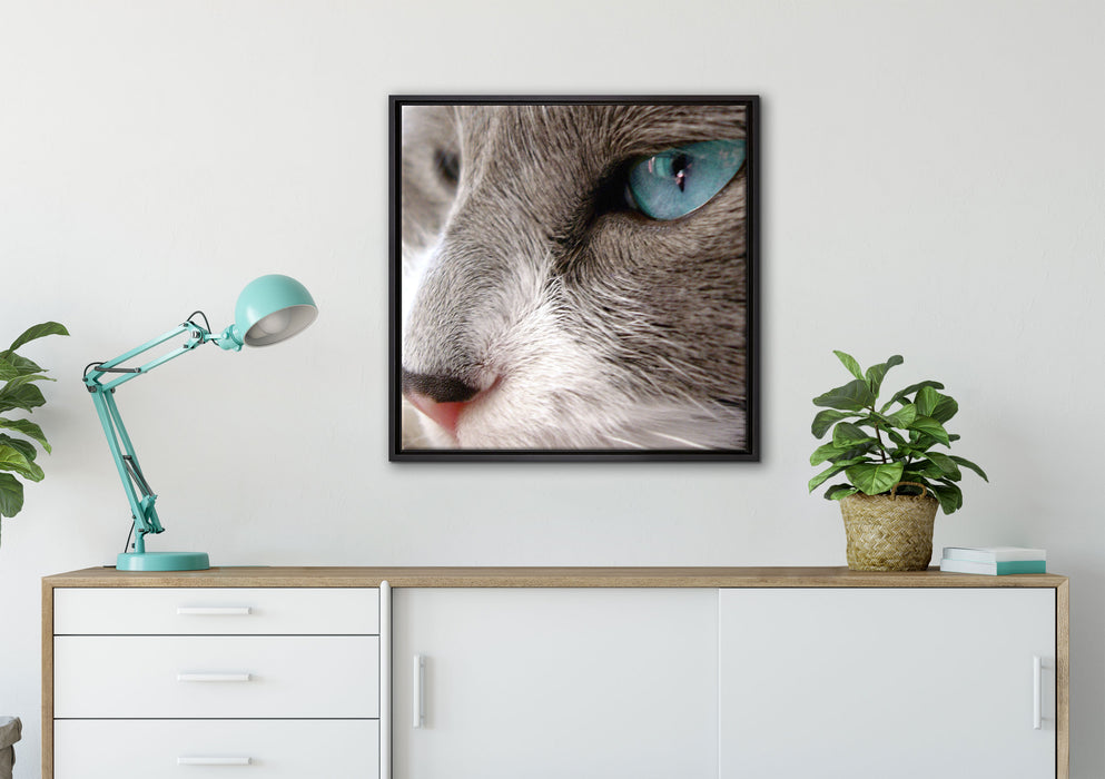 Katze mit blauen Augen auf Leinwandbild gerahmt Quadratisch verschiedene Größen im Wohnzimmer