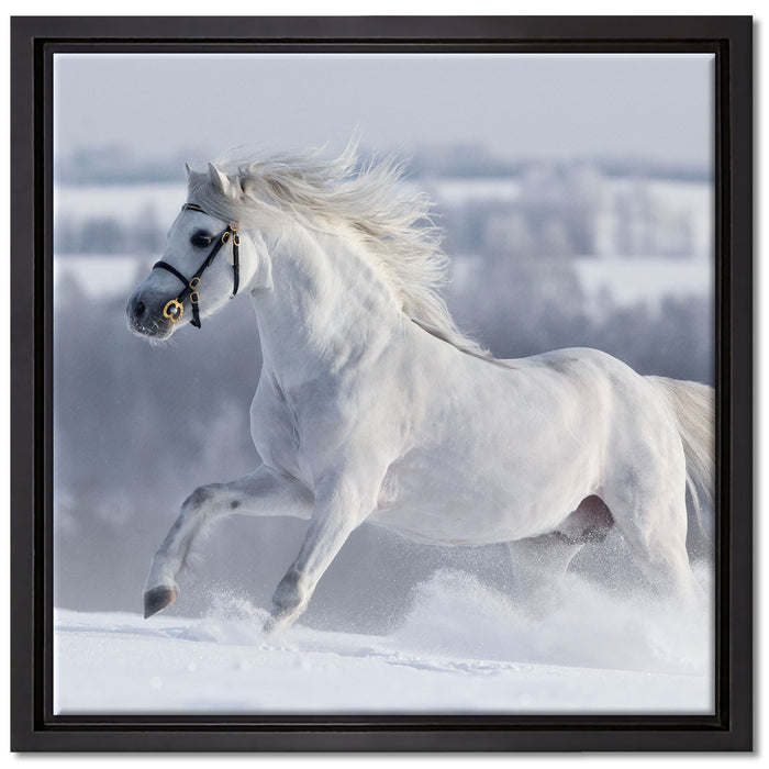 Weißes Pferd auf Schneewiese auf Leinwandbild Quadratisch gerahmt Größe 40x40