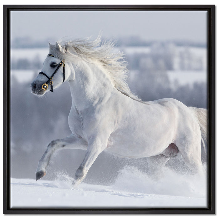 Weißes Pferd auf Schneewiese auf Leinwandbild Quadratisch gerahmt Größe 70x70