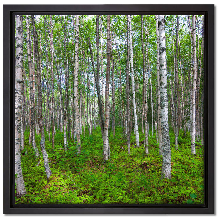Birkenwald auf Leinwandbild Quadratisch gerahmt Größe 40x40