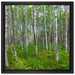 Birkenwald auf Leinwandbild Quadratisch gerahmt Größe 40x40