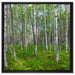 Birkenwald auf Leinwandbild Quadratisch gerahmt Größe 60x60