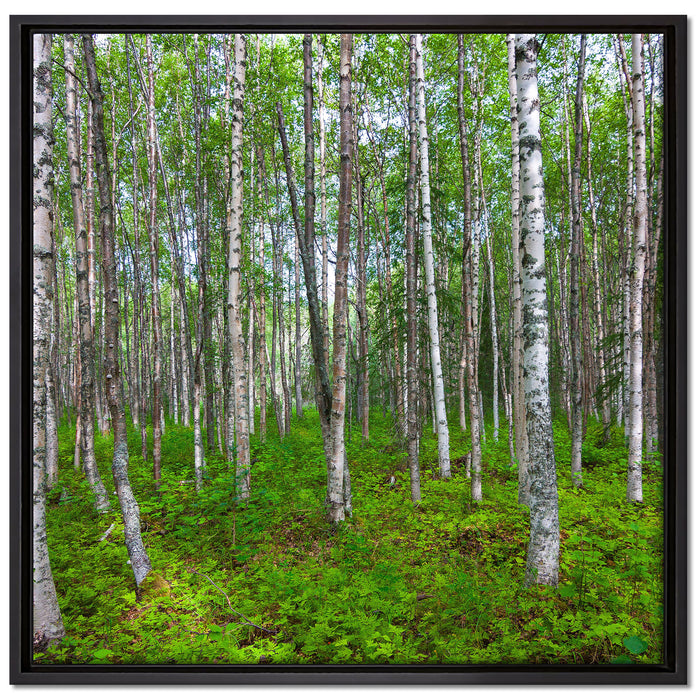 Birkenwald auf Leinwandbild Quadratisch gerahmt Größe 70x70