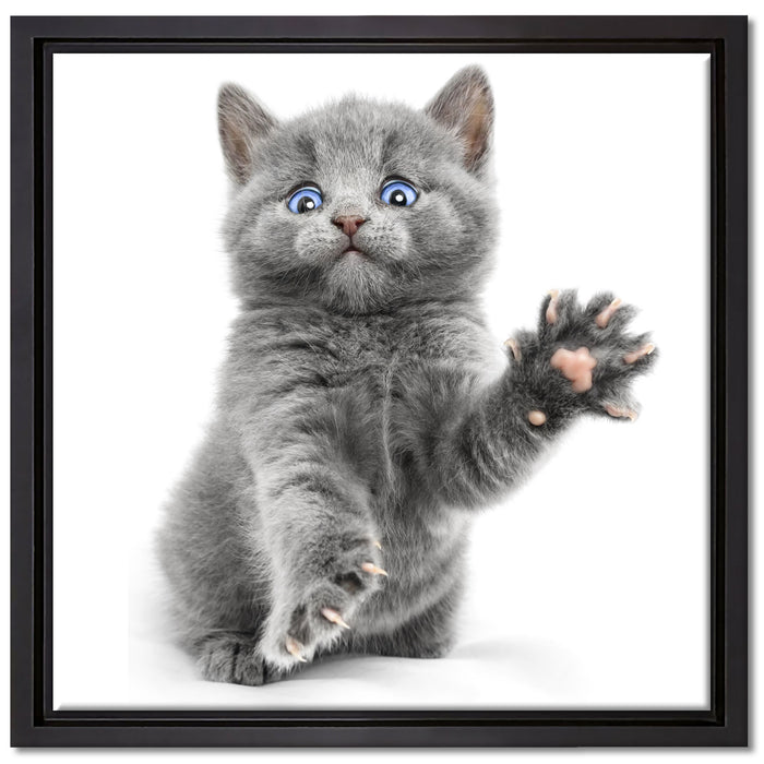 Babykatze die bettelt auf Leinwandbild Quadratisch gerahmt Größe 40x40