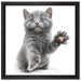 Babykatze die bettelt auf Leinwandbild Quadratisch gerahmt Größe 40x40