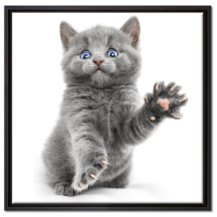 Babykatze die bettelt auf Leinwandbild Quadratisch gerahmt Größe 60x60