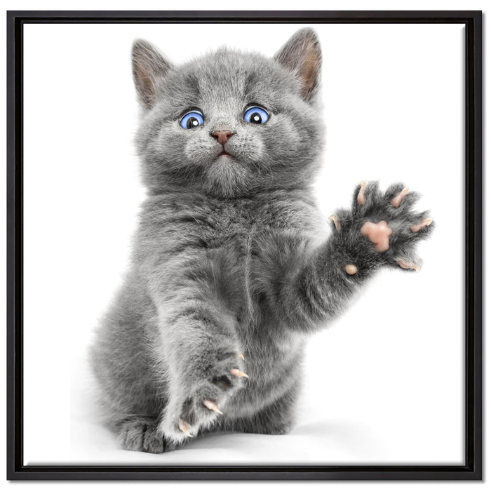 Babykatze die bettelt auf Leinwandbild Quadratisch gerahmt Größe 70x70