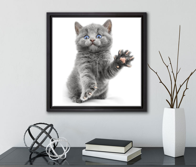 Babykatze die bettelt  auf Leinwandbild Quadratisch gerahmt mit Kirschblüten