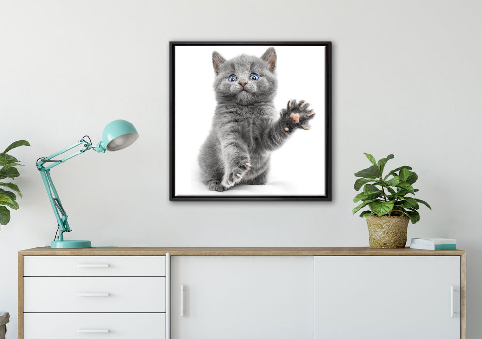 Babykatze die bettelt auf Leinwandbild gerahmt Quadratisch verschiedene Größen im Wohnzimmer