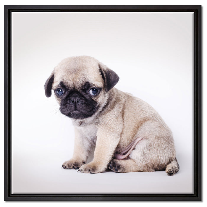 Kleiner Hundewelpe Mops auf Leinwandbild Quadratisch gerahmt Größe 60x60