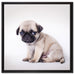 Kleiner Hundewelpe Mops auf Leinwandbild Quadratisch gerahmt Größe 60x60