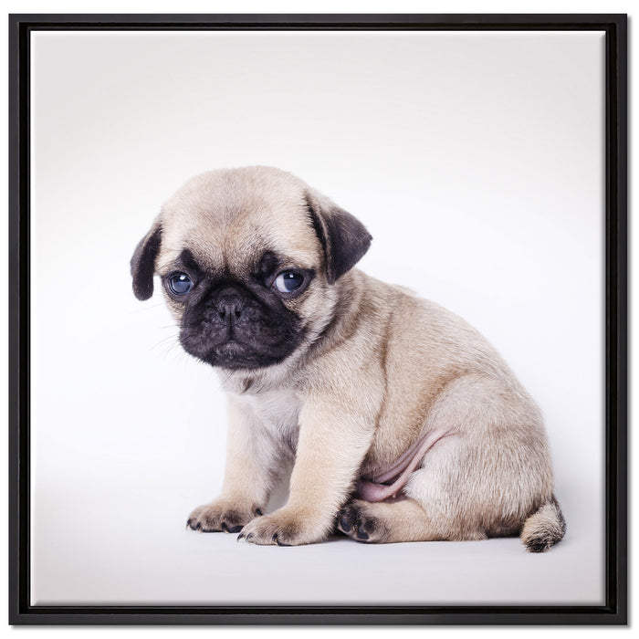 Kleiner Hundewelpe Mops auf Leinwandbild Quadratisch gerahmt Größe 70x70