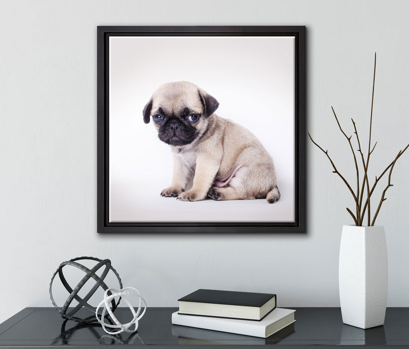 Kleiner Hundewelpe Mops  auf Leinwandbild Quadratisch gerahmt mit Kirschblüten