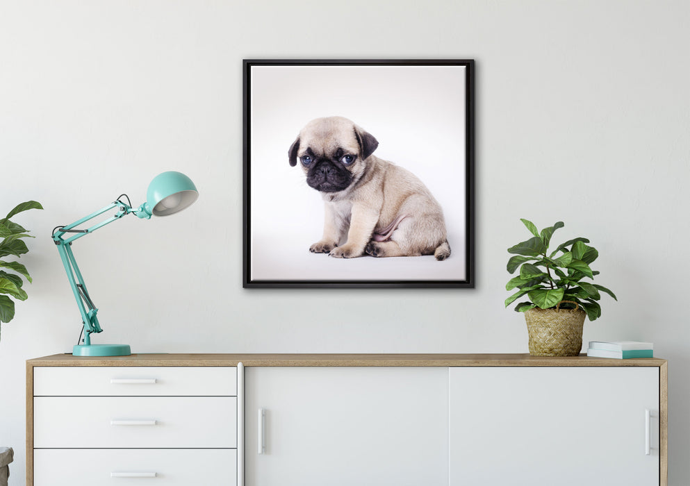 Kleiner Hundewelpe Mops auf Leinwandbild gerahmt Quadratisch verschiedene Größen im Wohnzimmer