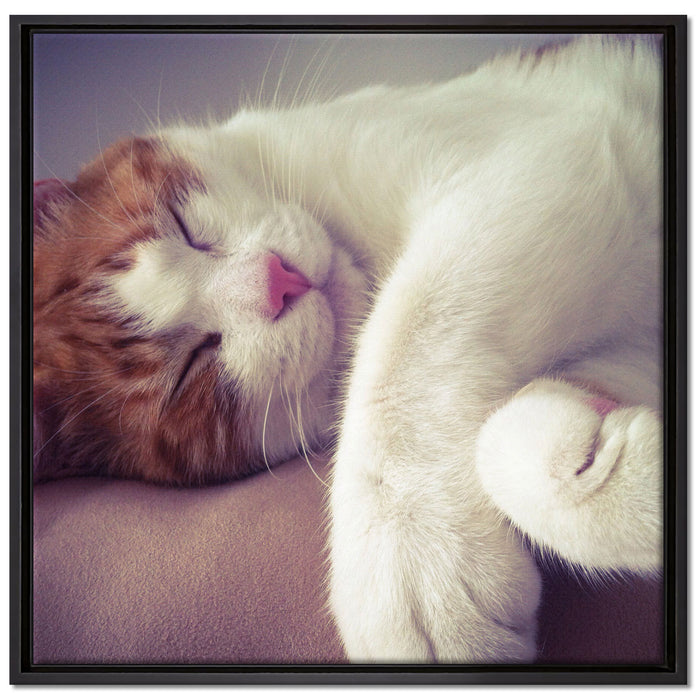 Katze mit Pfötchen auf Leinwandbild Quadratisch gerahmt Größe 70x70