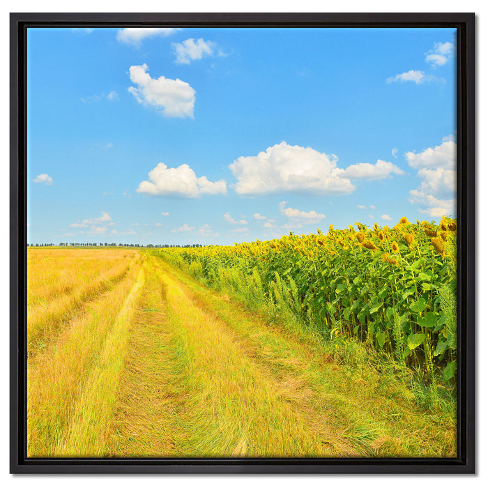 Feldweg am Wald auf Leinwandbild Quadratisch gerahmt Größe 60x60