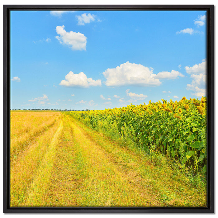 Feldweg am Wald auf Leinwandbild Quadratisch gerahmt Größe 70x70