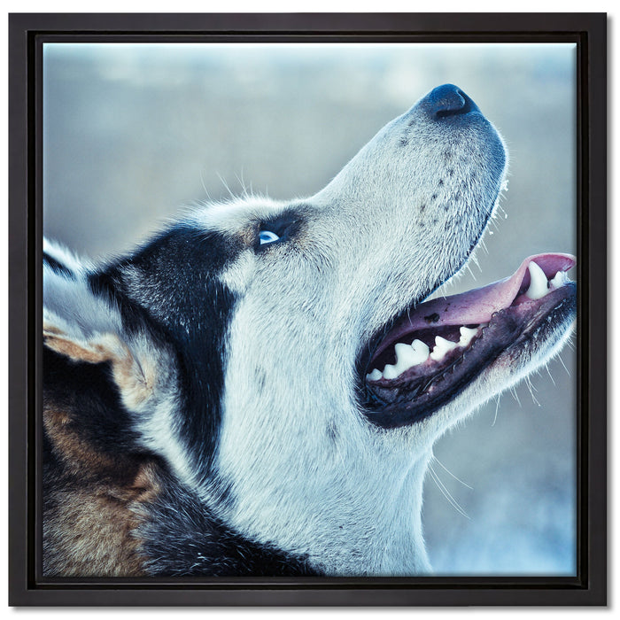 Husky von der Seite auf Leinwandbild Quadratisch gerahmt Größe 40x40