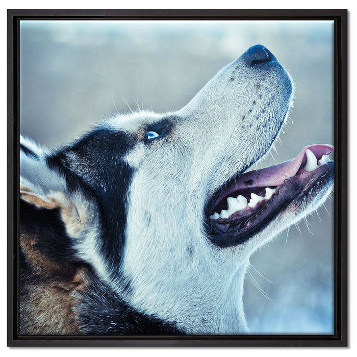 Husky von der Seite auf Leinwandbild Quadratisch gerahmt Größe 60x60