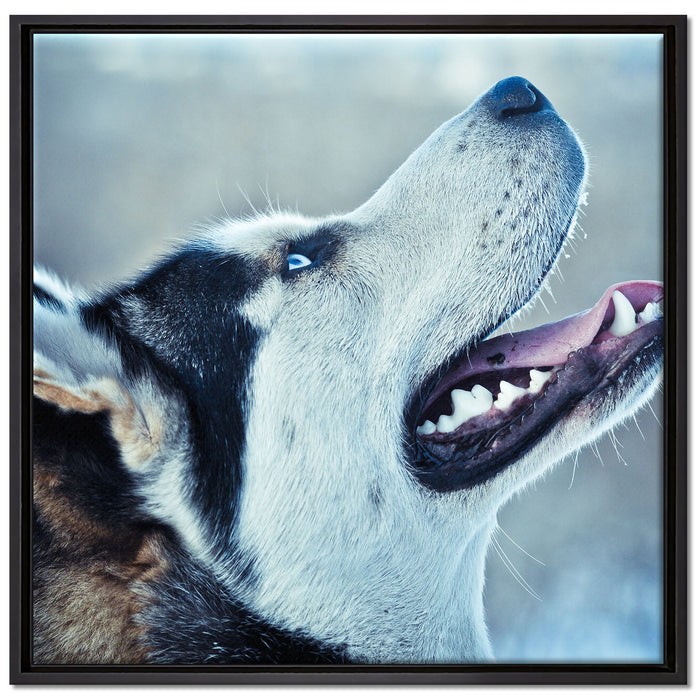 Husky von der Seite auf Leinwandbild Quadratisch gerahmt Größe 70x70