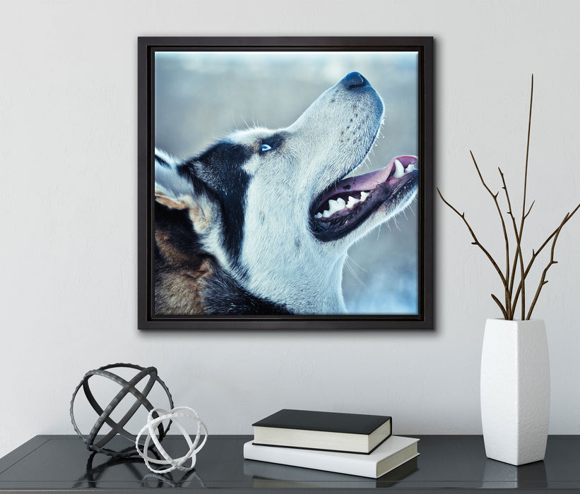 Husky von der Seite  auf Leinwandbild Quadratisch gerahmt mit Kirschblüten