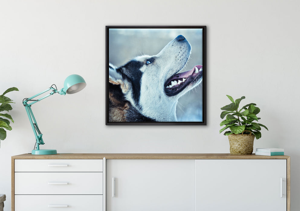 Husky von der Seite auf Leinwandbild gerahmt Quadratisch verschiedene Größen im Wohnzimmer