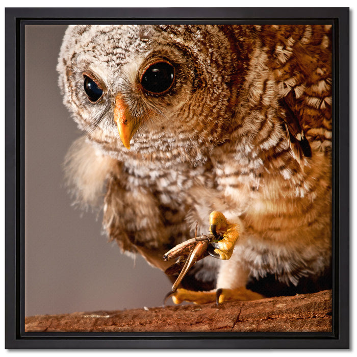 Eule auf Leinwandbild Quadratisch gerahmt Größe 40x40