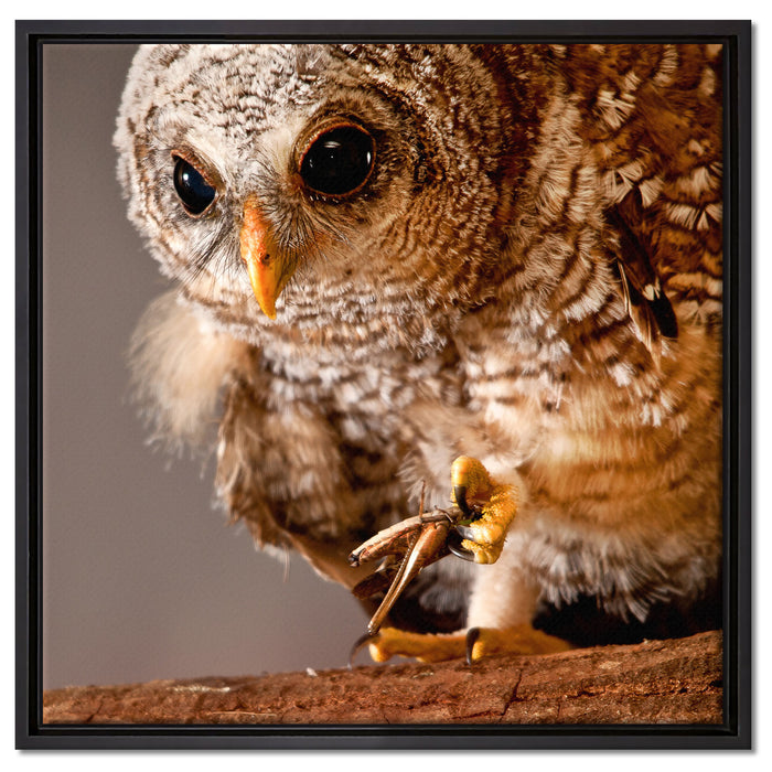Eule auf Leinwandbild Quadratisch gerahmt Größe 60x60