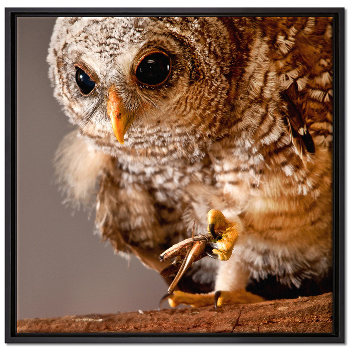 Eule auf Leinwandbild Quadratisch gerahmt Größe 70x70