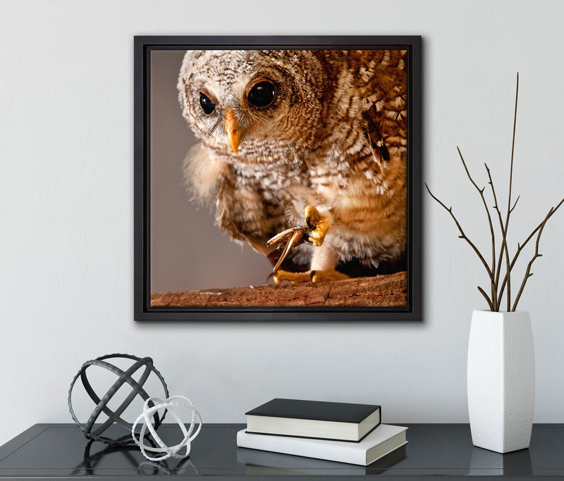 Eule  auf Leinwandbild Quadratisch gerahmt mit Kirschblüten