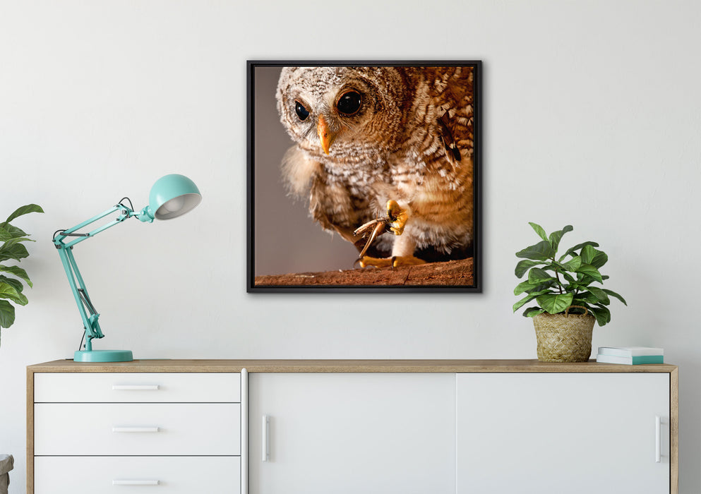 Eule auf Leinwandbild gerahmt Quadratisch verschiedene Größen im Wohnzimmer