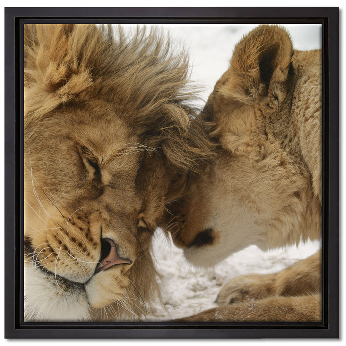 Kuschelnde Löwen auf Leinwandbild Quadratisch gerahmt Größe 40x40