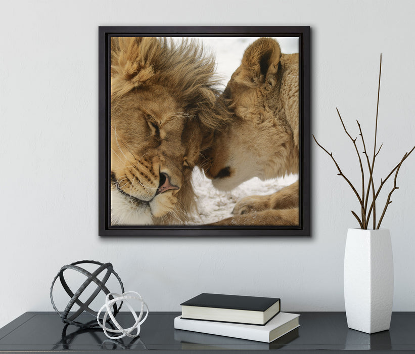 Kuschelnde Löwen  auf Leinwandbild Quadratisch gerahmt mit Kirschblüten