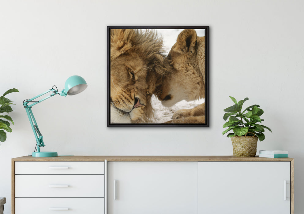 Kuschelnde Löwen auf Leinwandbild gerahmt Quadratisch verschiedene Größen im Wohnzimmer
