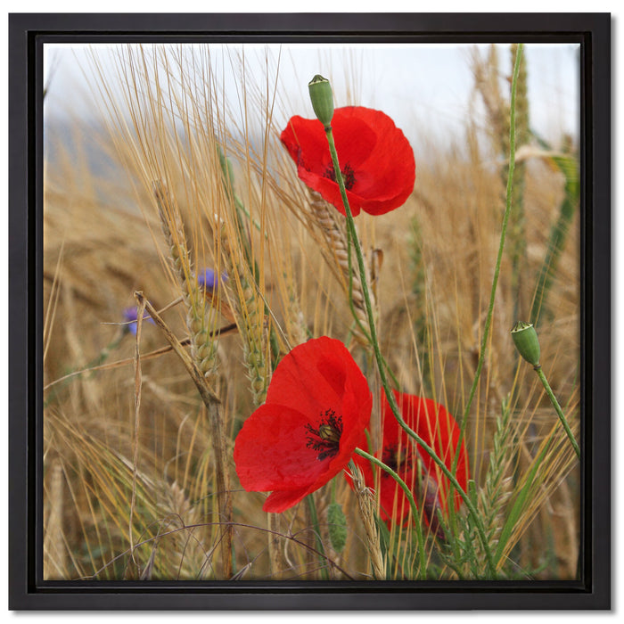 Mohnblumen im Getreidefeld auf Leinwandbild Quadratisch gerahmt Größe 40x40