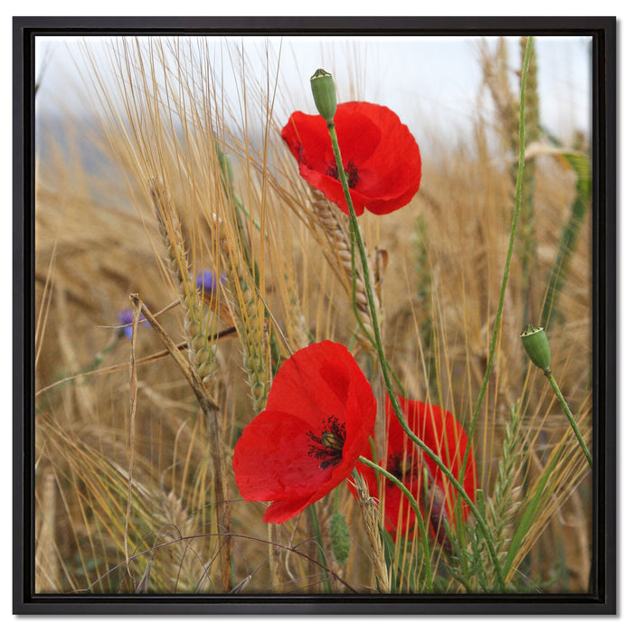 Mohnblumen im Getreidefeld auf Leinwandbild Quadratisch gerahmt Größe 60x60