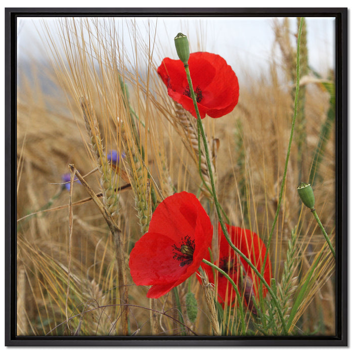 Mohnblumen im Getreidefeld auf Leinwandbild Quadratisch gerahmt Größe 70x70