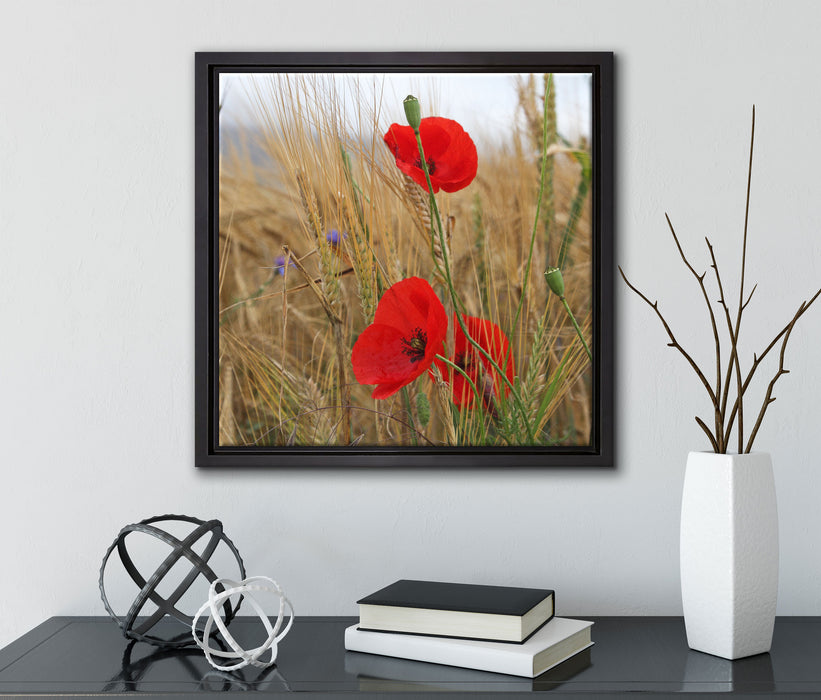 Mohnblumen im Getreidefeld  auf Leinwandbild Quadratisch gerahmt mit Kirschblüten