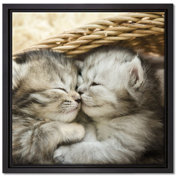 Baby Katze auf Leinwandbild Quadratisch gerahmt Größe 40x40