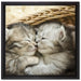 Baby Katze auf Leinwandbild Quadratisch gerahmt Größe 40x40