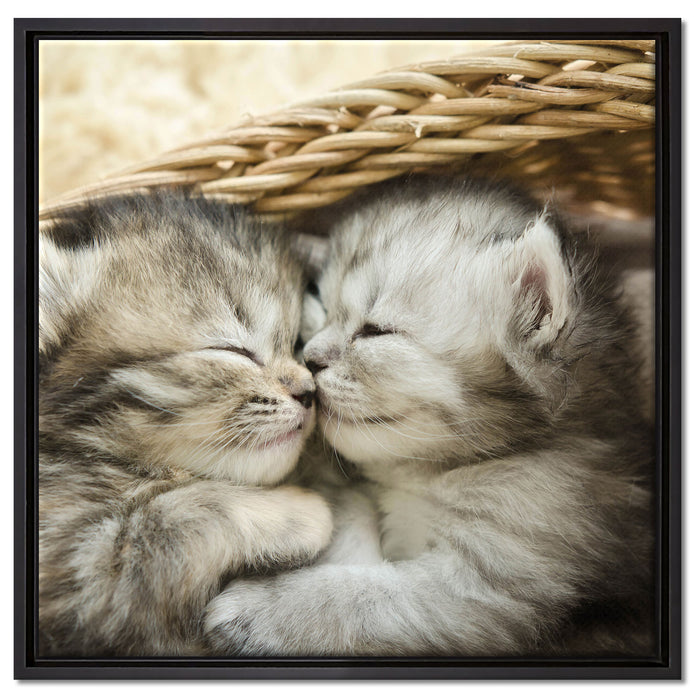 Baby Katze auf Leinwandbild Quadratisch gerahmt Größe 60x60