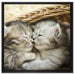 Baby Katze auf Leinwandbild Quadratisch gerahmt Größe 60x60
