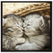 Baby Katze auf Leinwandbild Quadratisch gerahmt Größe 70x70