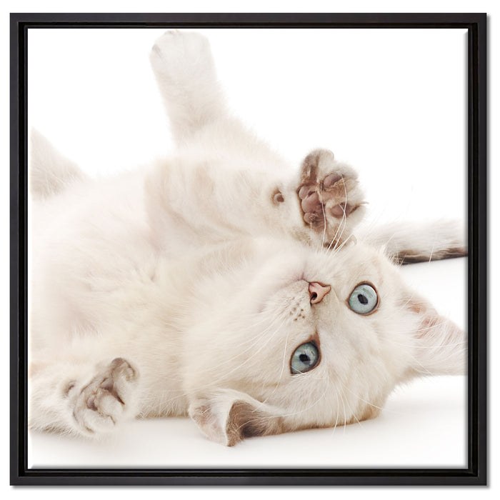 Kleine Katze auf Leinwandbild Quadratisch gerahmt Größe 60x60