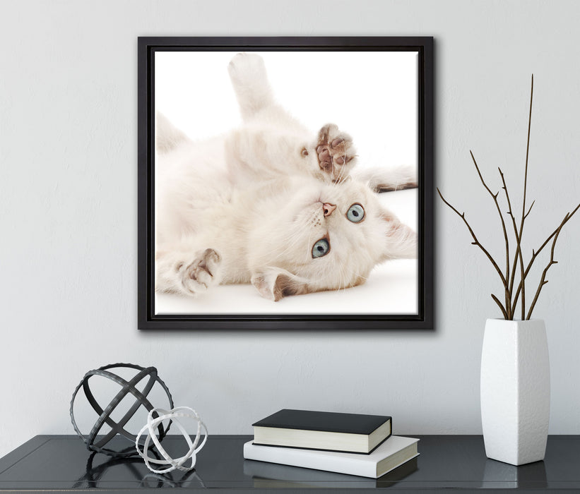Kleine Katze  auf Leinwandbild Quadratisch gerahmt mit Kirschblüten