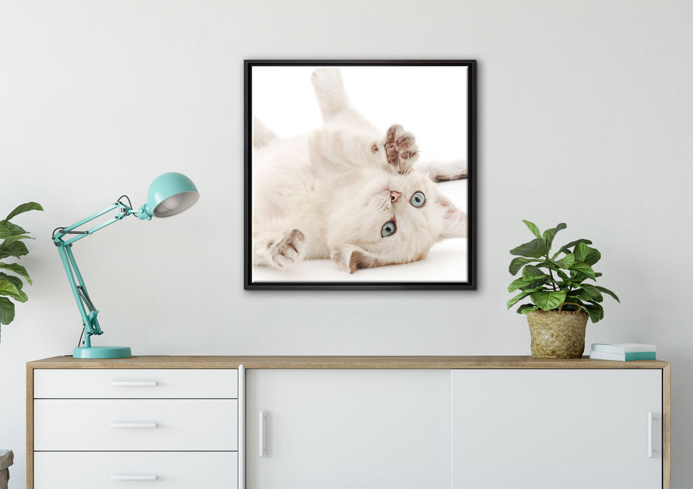 Kleine Katze auf Leinwandbild gerahmt Quadratisch verschiedene Größen im Wohnzimmer