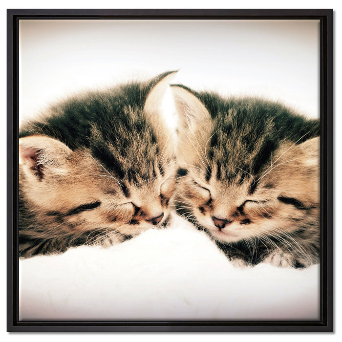 Katzen Herzform auf Leinwandbild Quadratisch gerahmt Größe 60x60
